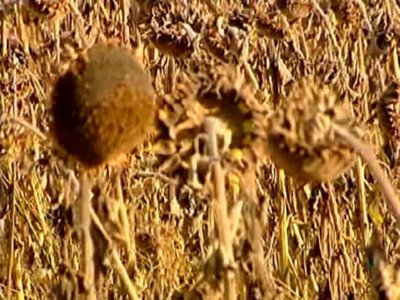 GIRASOL 04  LABRANZA